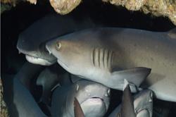Cocos Island - luxury liveaboard scuba diving with baby shark.